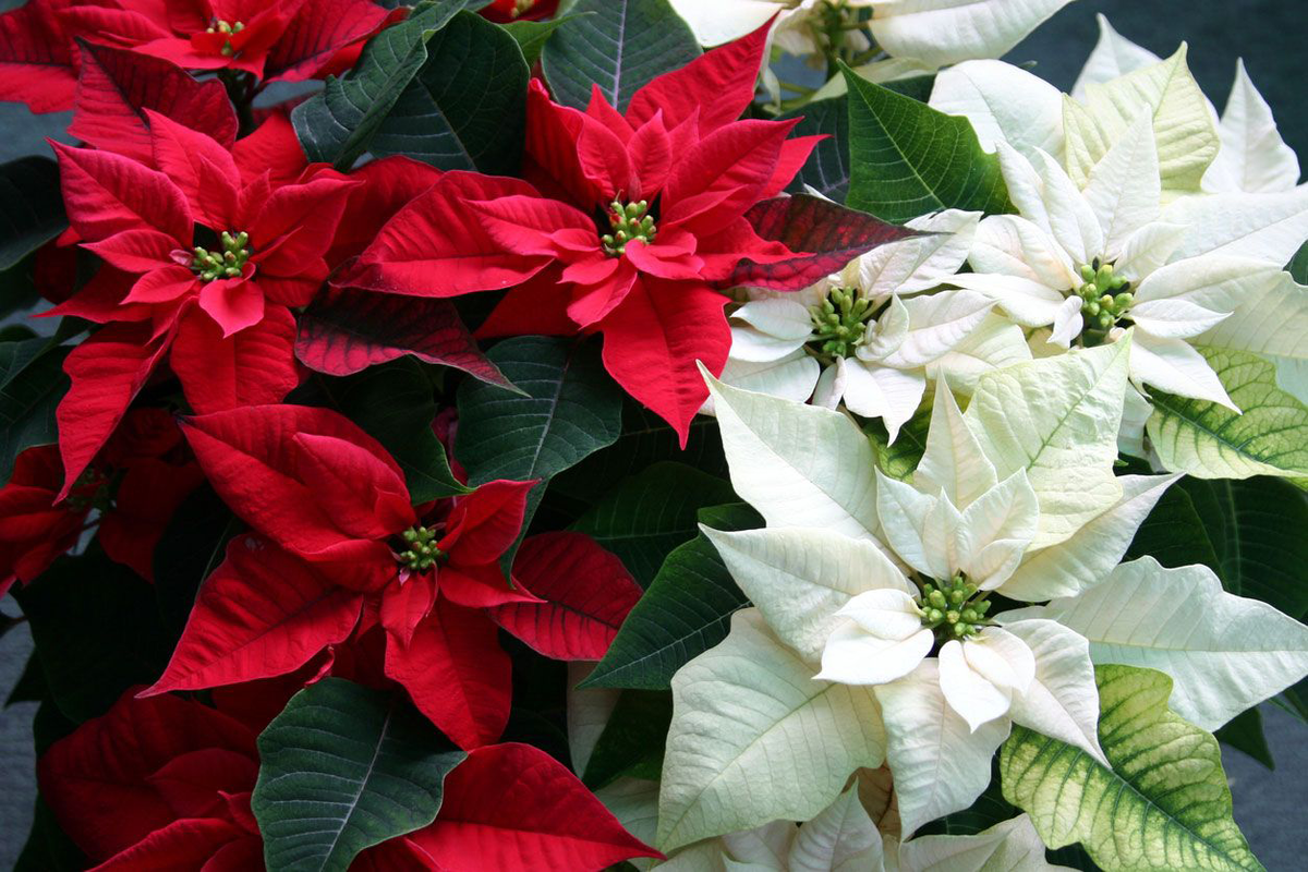 Цветок пуансетия (рождественская звезда): уход в домашних условиях