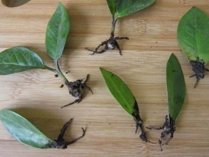 Как размножить замиокулькас листом