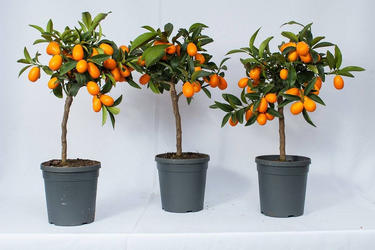 Как получить урожай апельсинов в квартире