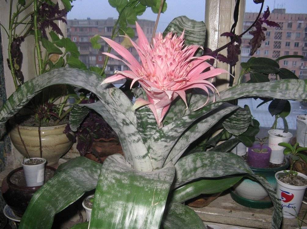 Эхмея - уход в домашних условиях, фото цветка, полив и пересадка