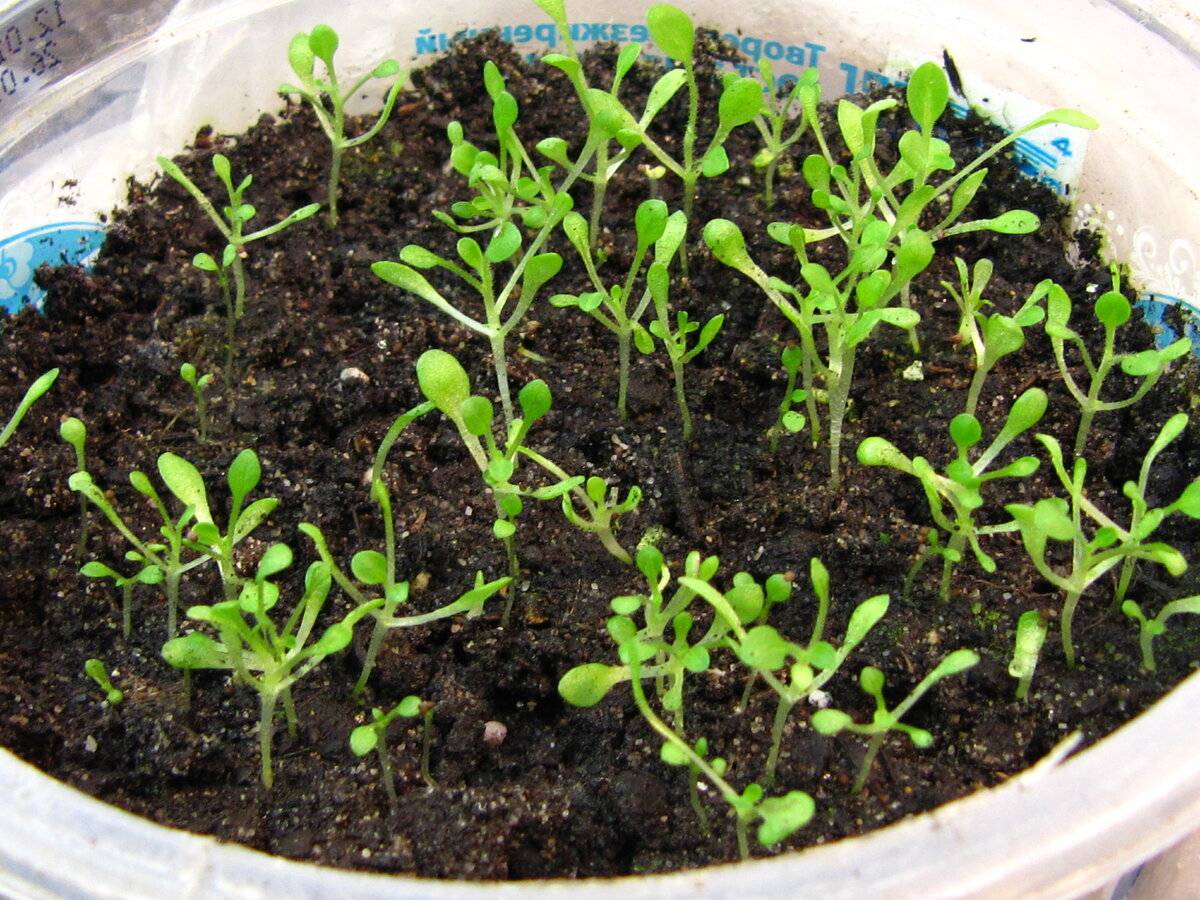 Эшшольция: посадка и уход в открытом грунте, выращивание из семян