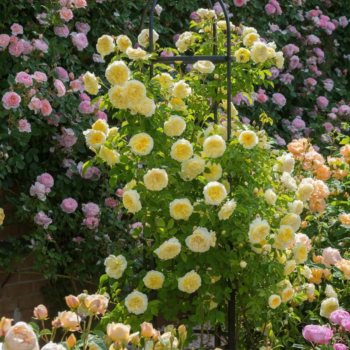 О кустарниковой розе пилигрим (the pilgrim): характеристика сорта розы остина
