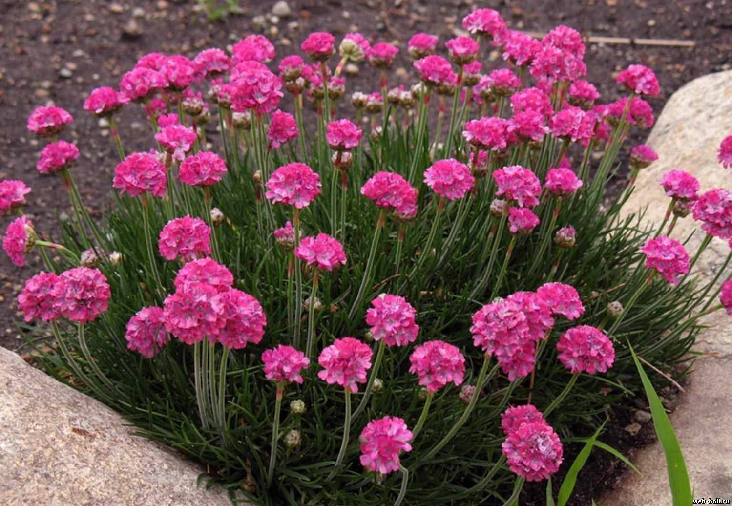 Гвоздика — 98 фото декоративного садового цветка