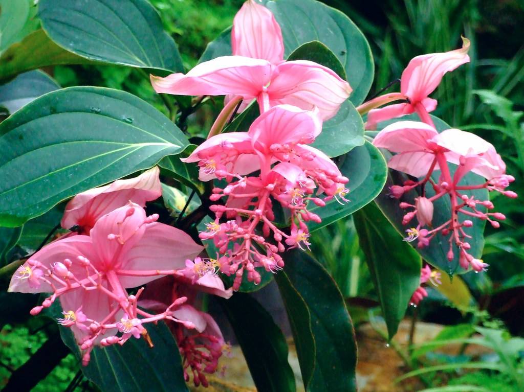 Мединилла – тропическая красавица из xix века