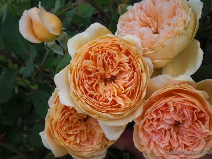 Роза princess anne (принцесса анна): описание и фото, отзывы - все о фермерстве, растениях и урожае
