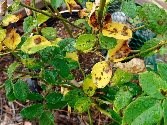 Почему желтеют листья у гортензии метельчатой