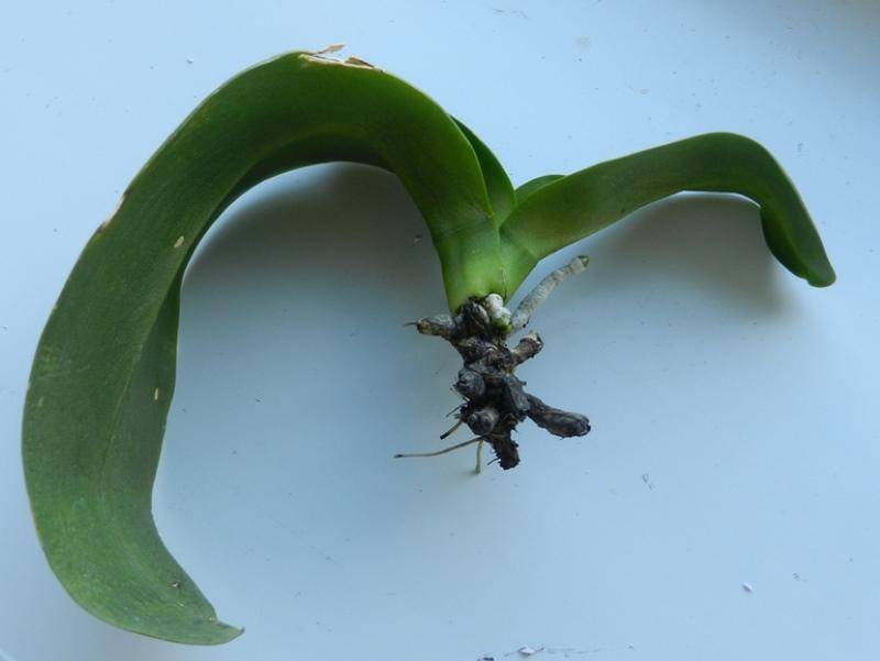 У орхидеи загнила сердцевина: что делать, если начался неблагоприятный процесс в точке роста, чем лучше обработать шейку, чтобы ствол и основание были здоровыми?