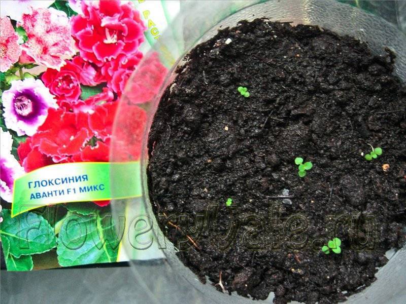 Годеция монарх: выращивание из семян, когда сажать