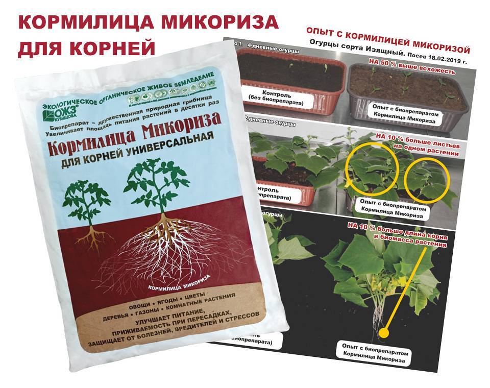 Выращивание орхидеи в воде: описание метода, рекомендации, отзывы - sadovnikam.ru