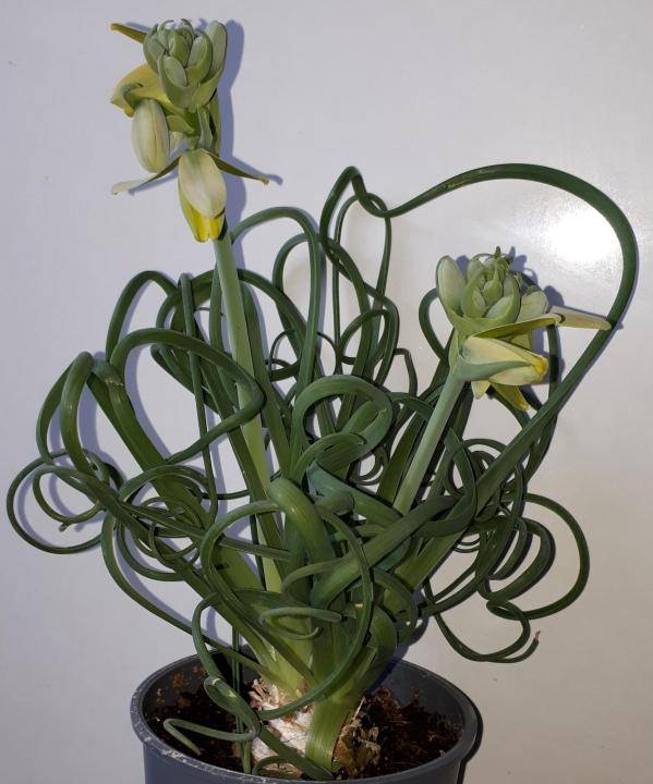 Альбука спиральная: выращиваем удивительный цветок в дома