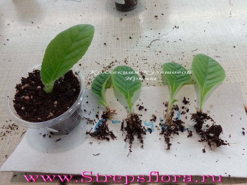 Стрептокарпусы: уход и выращивание, выбор горшка, полив, размножение