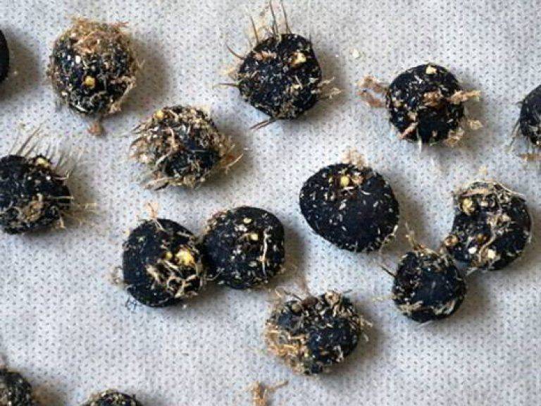Анемоны — выращивание и уход в открытом грунте