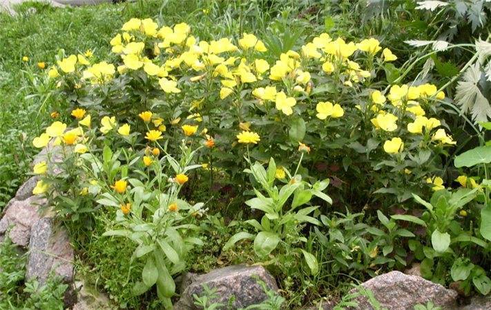 Энотера многолетняя: посадка и уход в открытом грунте, выращивание и сочетание в ландшафтном дизайне,  фото, размножение сорта