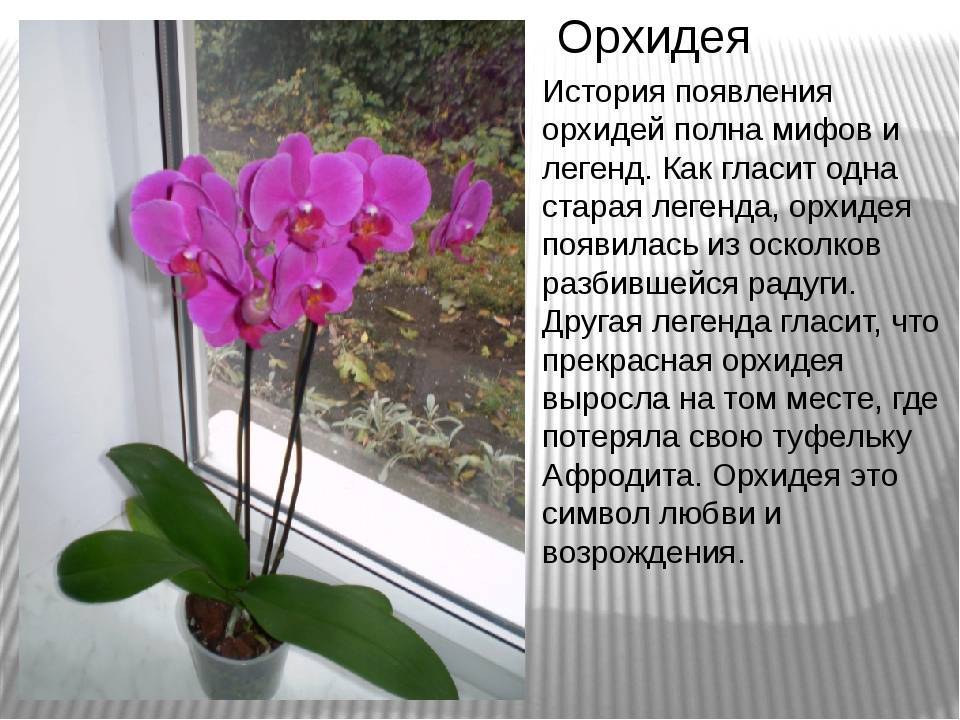 Орхидеи: уход в домашних условиях, их рост в природе, и как правильно ухаживать за комнатным цветком в горшке, чтобы были бутоны, каким должен быть полив?
