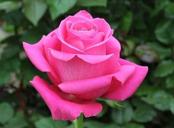 Пионовидные розы: фото и описание сортов, правила посадки и ухода в открытом грунте, почему нужна правильная срезка сорта