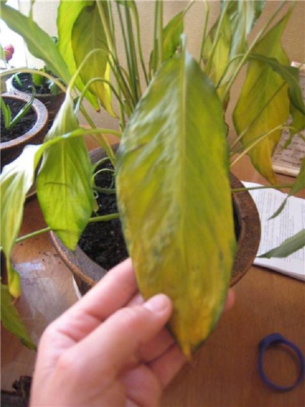 Почему у комнатных растений желтеют листья — причины и лечение