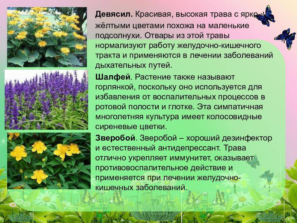 Лекарственные растения брянской области фото и описание