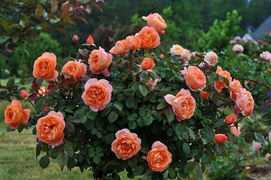 Знакомство с розой шраб: что это такое, сорта, фото, особенности выращивания