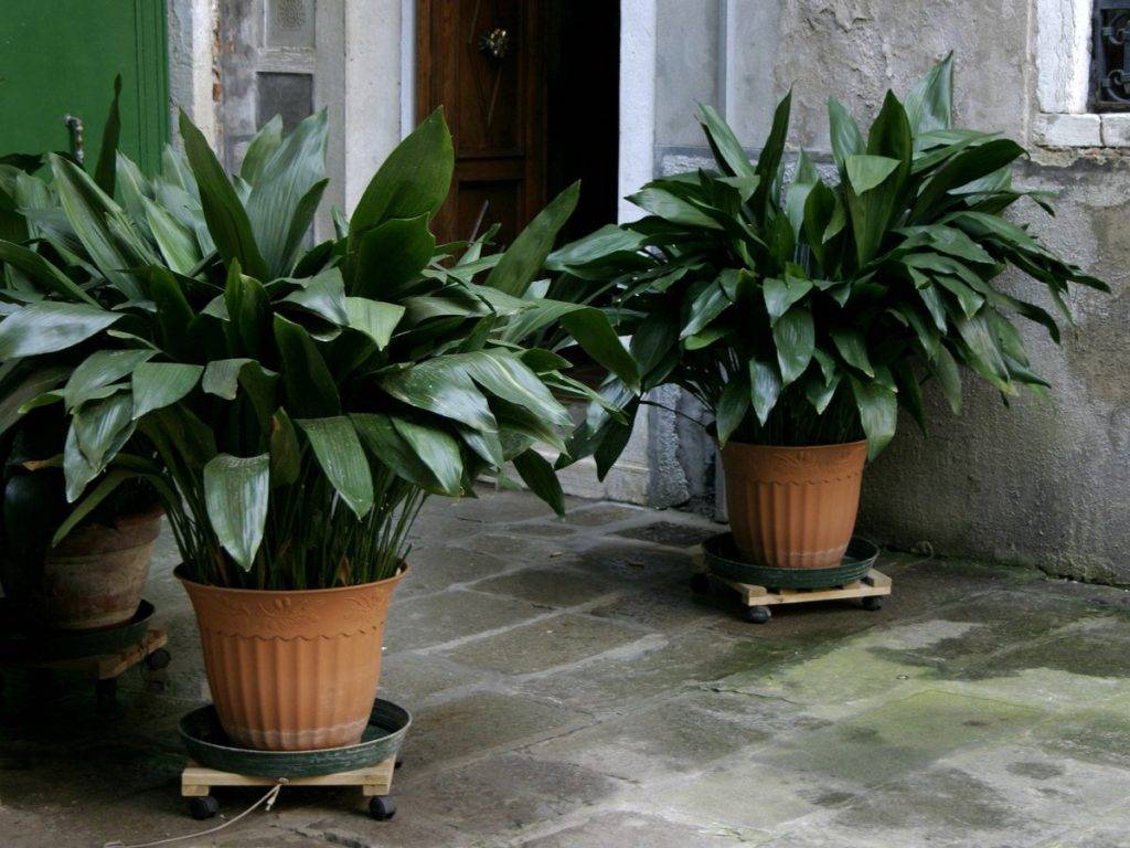 Самые теневыносливые комнатные растения: особенности и названия