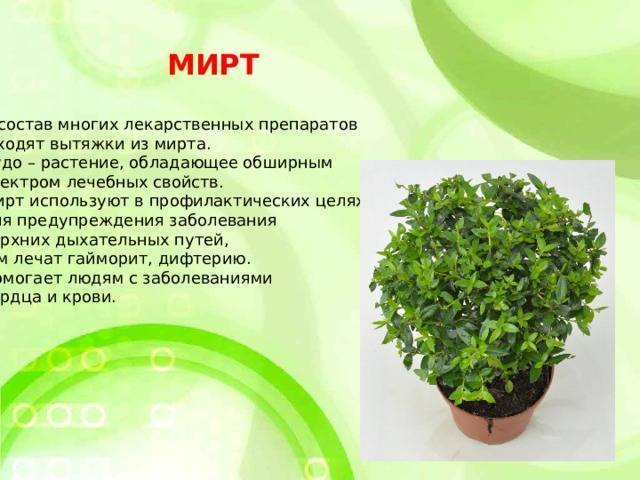 Мирт комнатное растение: уход в домашних условиях, описание и фото дерева