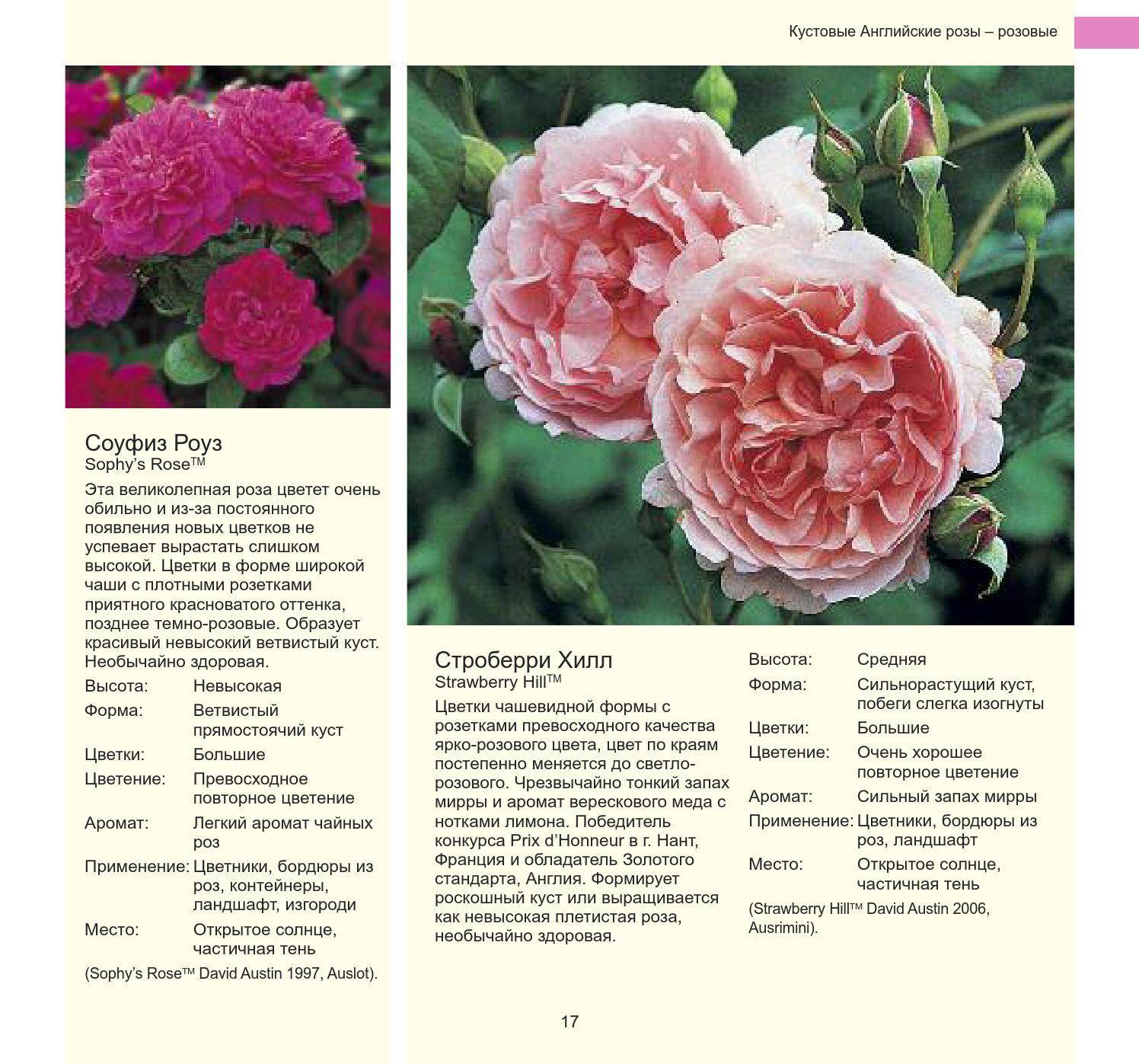 Виды и сорта роз - фото, названия и описания (каталог)
