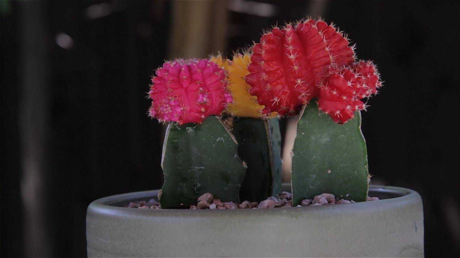 Гимнокалициум в домашних условиях - всё о кактусах
