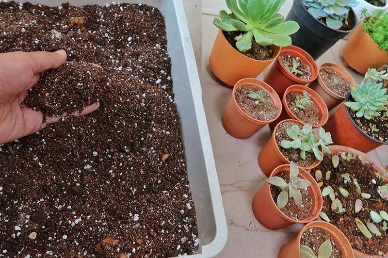 Какой грунт нужен для кактусов: требования и состав почвы. как сделать субстрат самостоятельно?