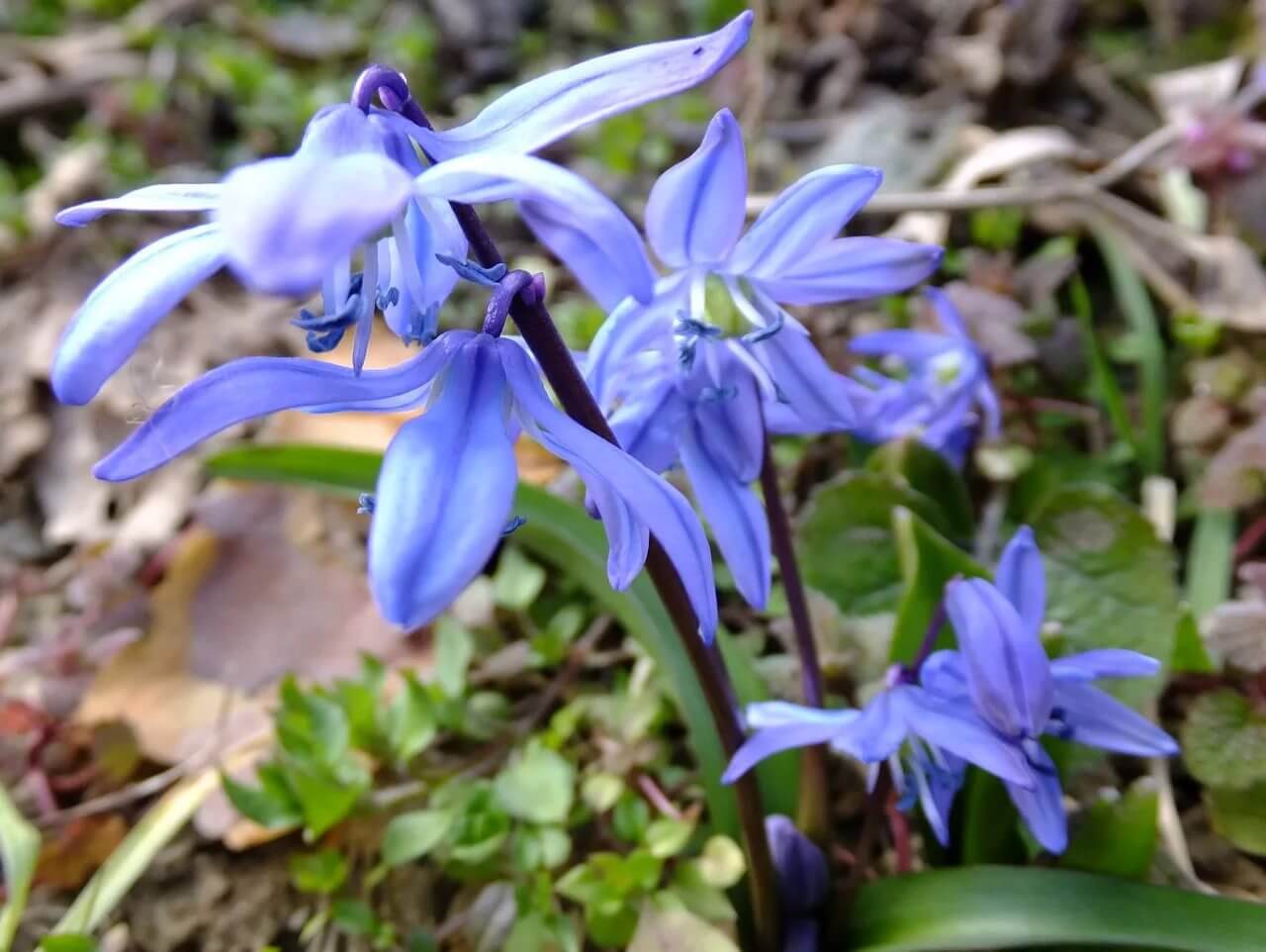 Сцилла (пролеска) – первый весенний цветок, «зимние синие слёзки»