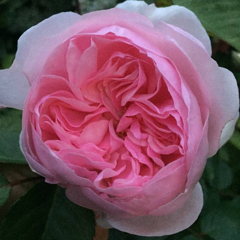 Воздушная роза оливия роуз с нежно-розовыми и светящимися цветами