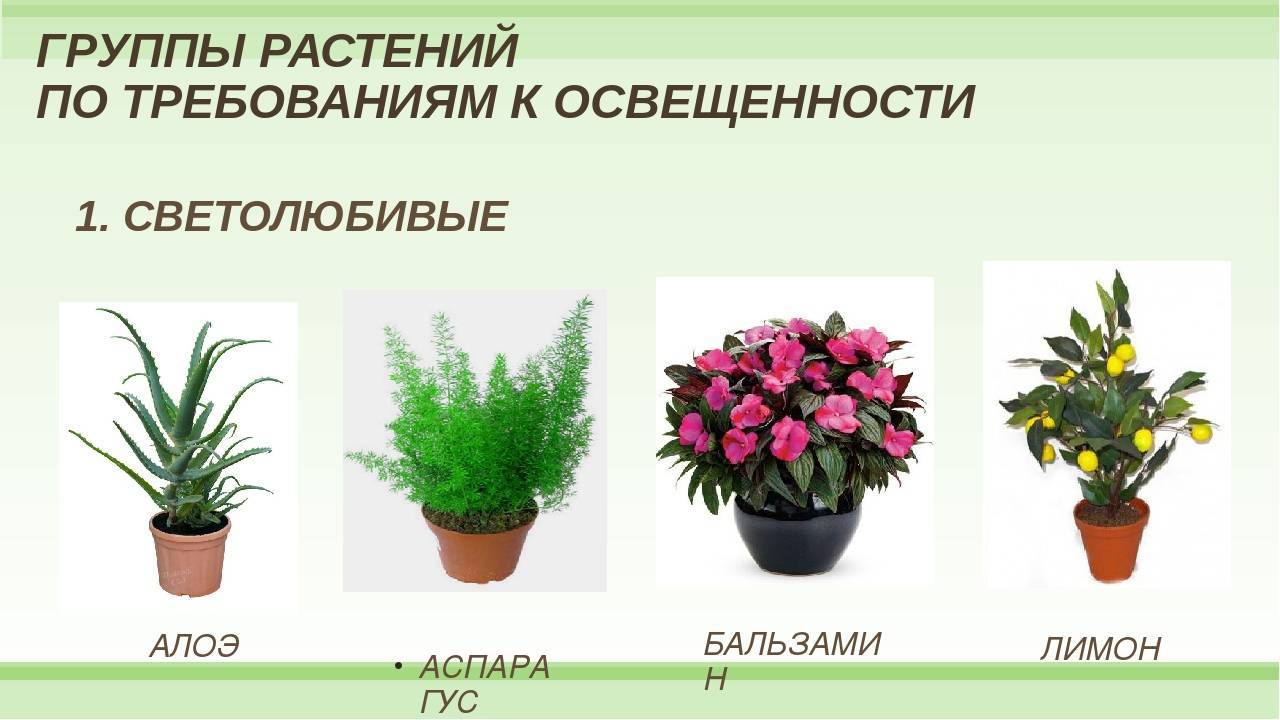 Освещение для комнатных растений и цветов: обзор!