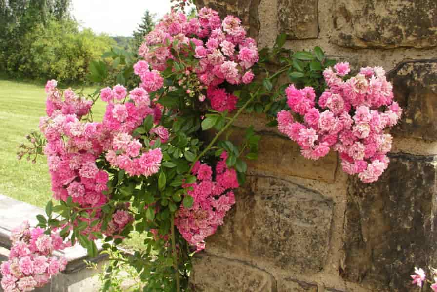 Плетистая роза дороти перкинс: несколько советов