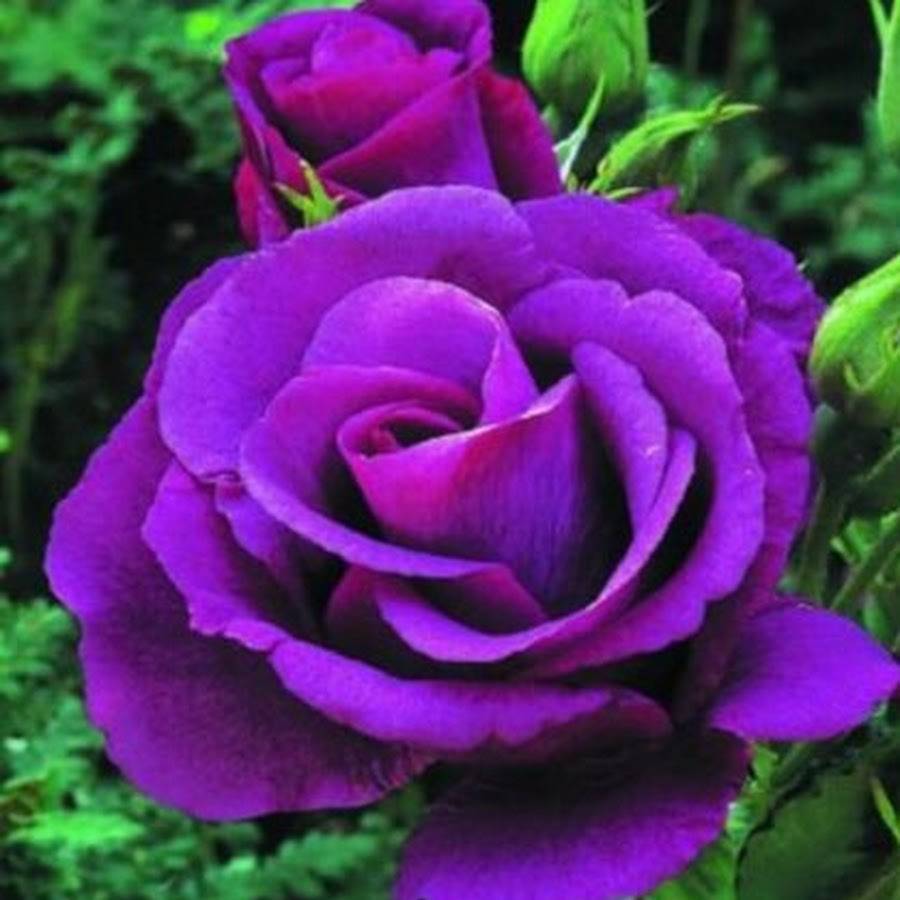Сорта роз с описанием (60 фото): какие виды роз бывают? описание лучших новых сортов, названия самых ароматных роз