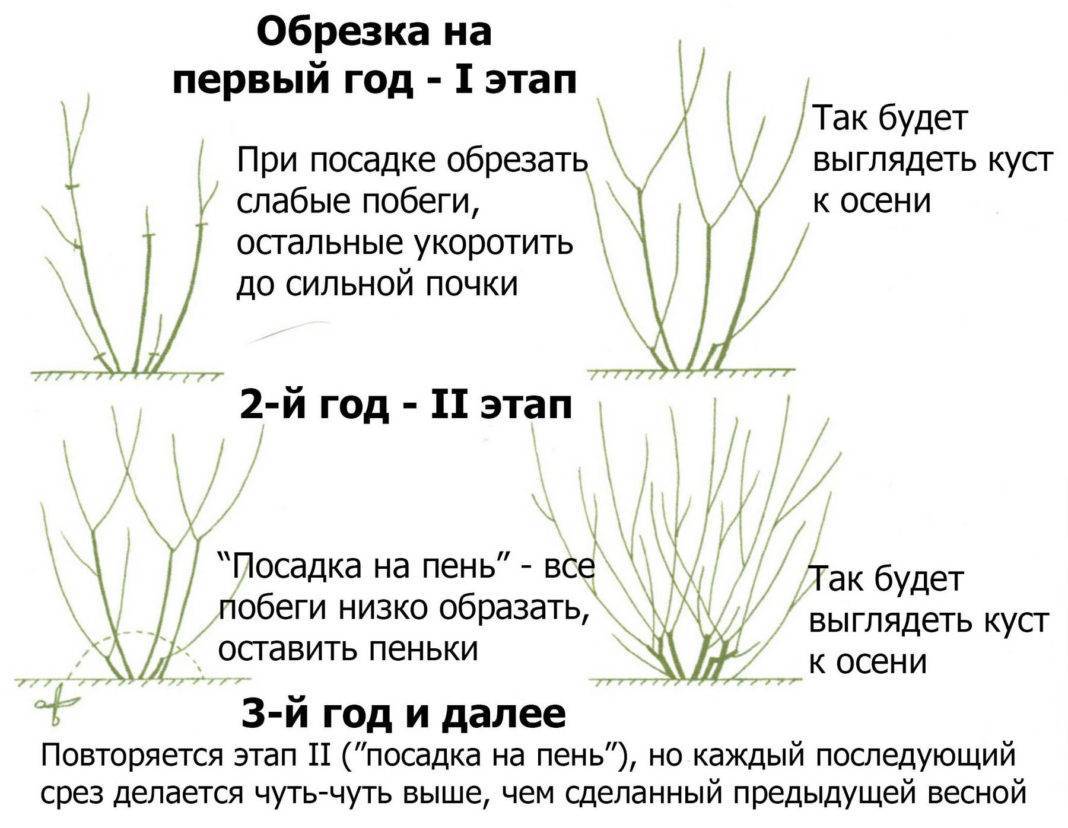 Обрезают Барбарис Тунберга