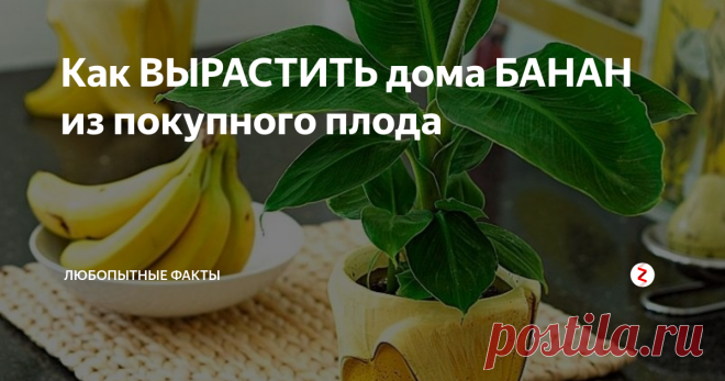 Как вырастить банан в домашних условиях из банана?