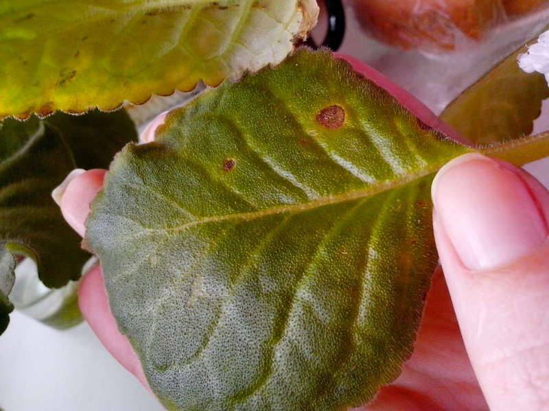 Как диагностировать болезни на листьях домашней глоксинии и выбрать правильное лечение