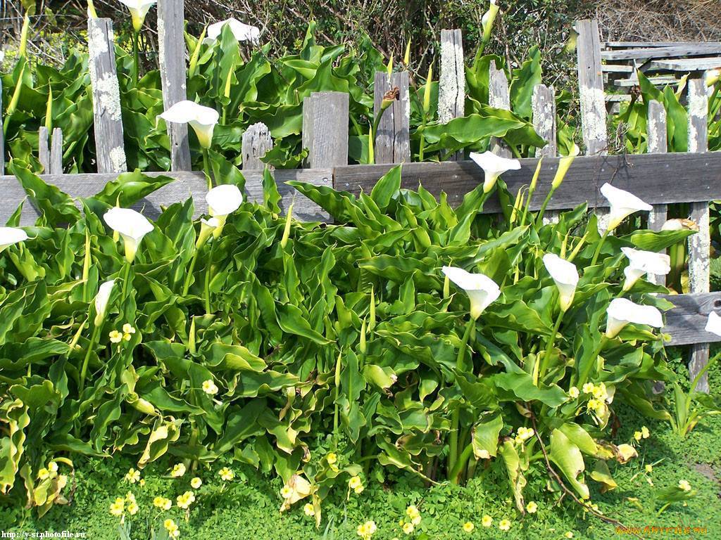 Каллы: посадка и уход в открытом грунте и выращивание в саду