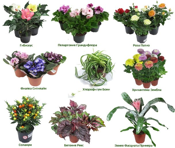 Цветущие комнатные цветы. 17 красиво цветущих комнатных растений, которые преобразят ваш дом! | красивый дом и сад