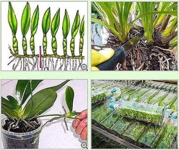 Вегетативное размножение орхидеи фаленопсис в домашних условиях