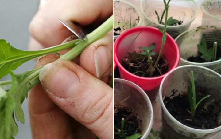 Размножение хризантемы черенками: как заготовить, как ухаживать