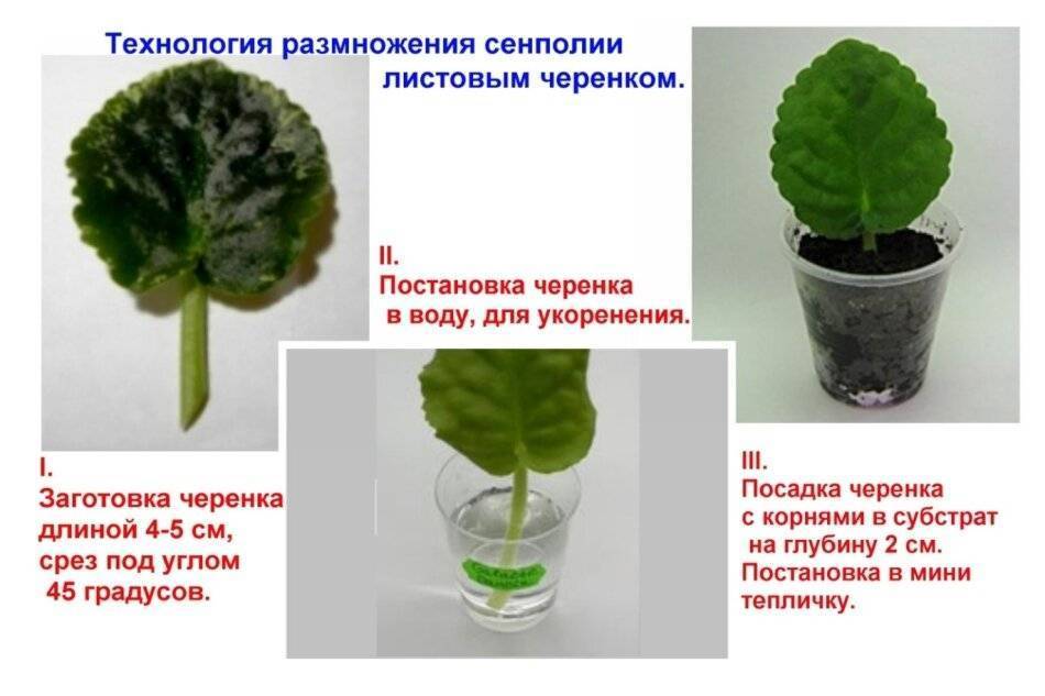 Комнатные растения, которые достаточно просто размножаются черенками