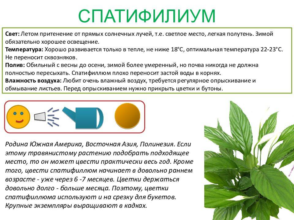 Лимонник китайский: выращивание и уход в открытом грунте
