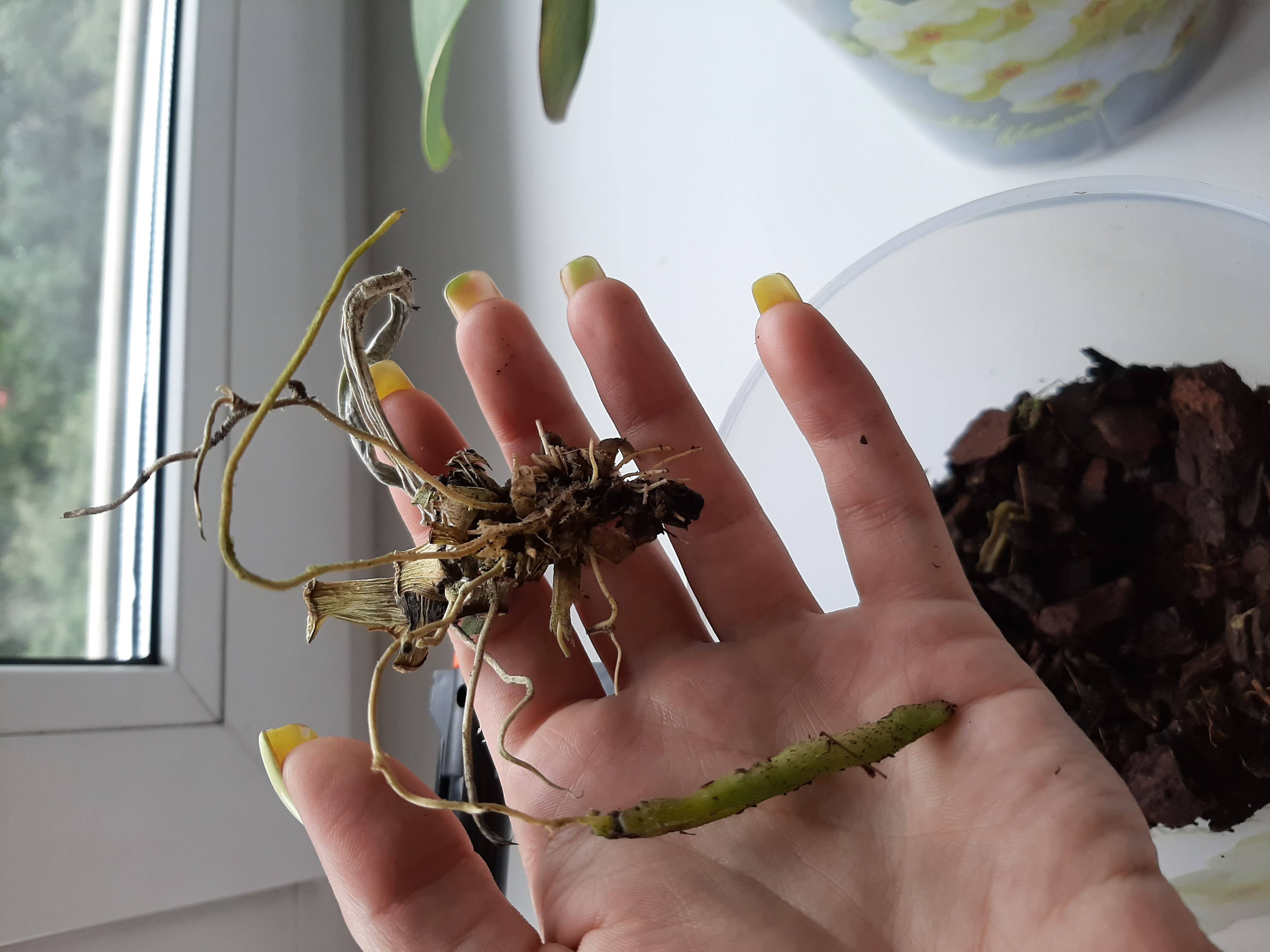 Как реанимировать орхидею: если сгнили корни