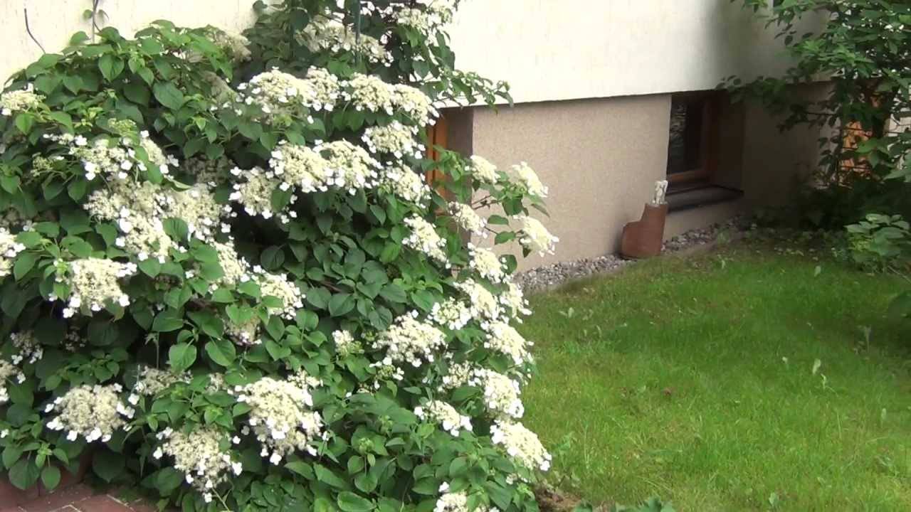Гортензия вьющаяся (черешковая, плетистая) — живая изгородь в вашем саду!
