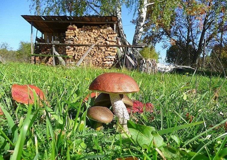 Как вырастить грибы на садовом участке дачи: выращивание лесных, где посадить в саду, как избавиться