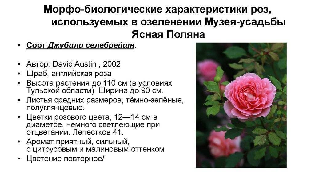 Парковые розы, не требующие укрытия на зиму, а также другие самые морозоустойчивые и неприхотливые сорта, в том числе спрей и цветущие всё летодача эксперт