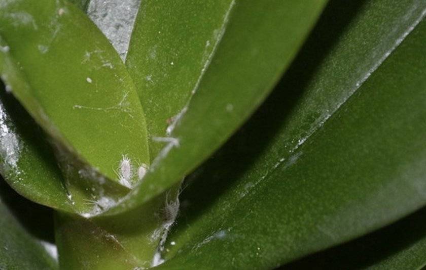 На орхидеях появились липкие капли - что делать, почему появляются и чем обрабатывать, когда она "плачет", а также фото прозрачных капелек
