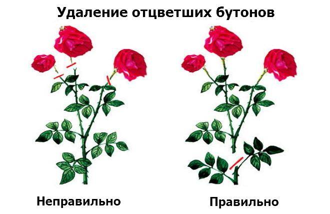 Обрезка роз летом после и во время цветения: как делать