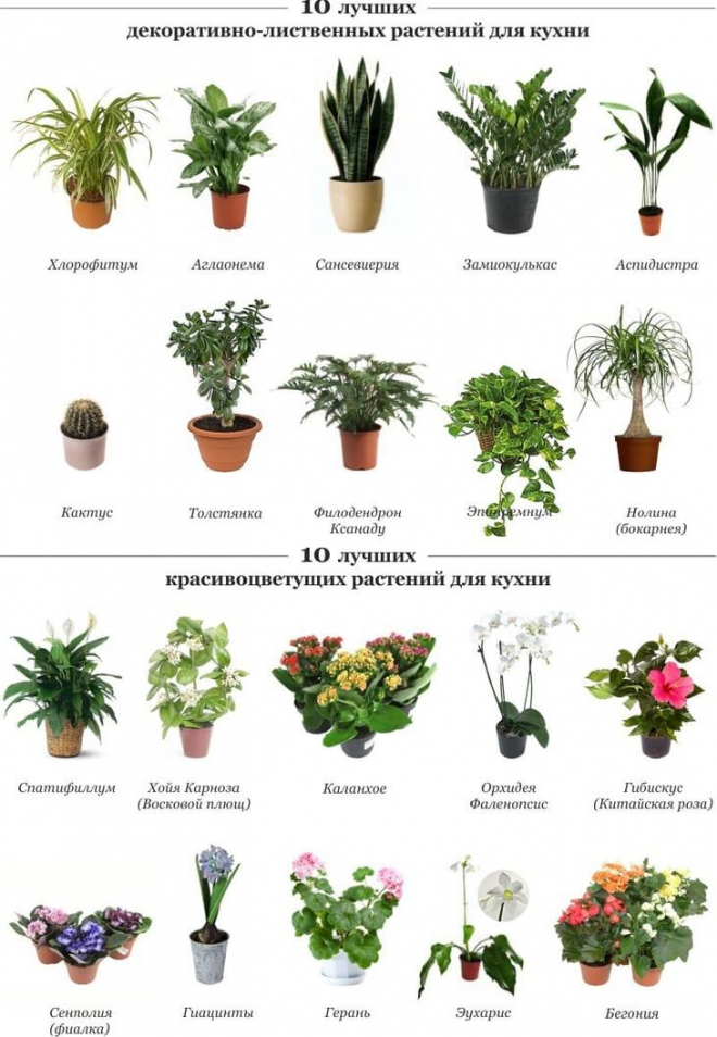 Самые ароматные комнатные растения: лучшие душистые растения для комнаты, квартиры, дома - нealthнacks