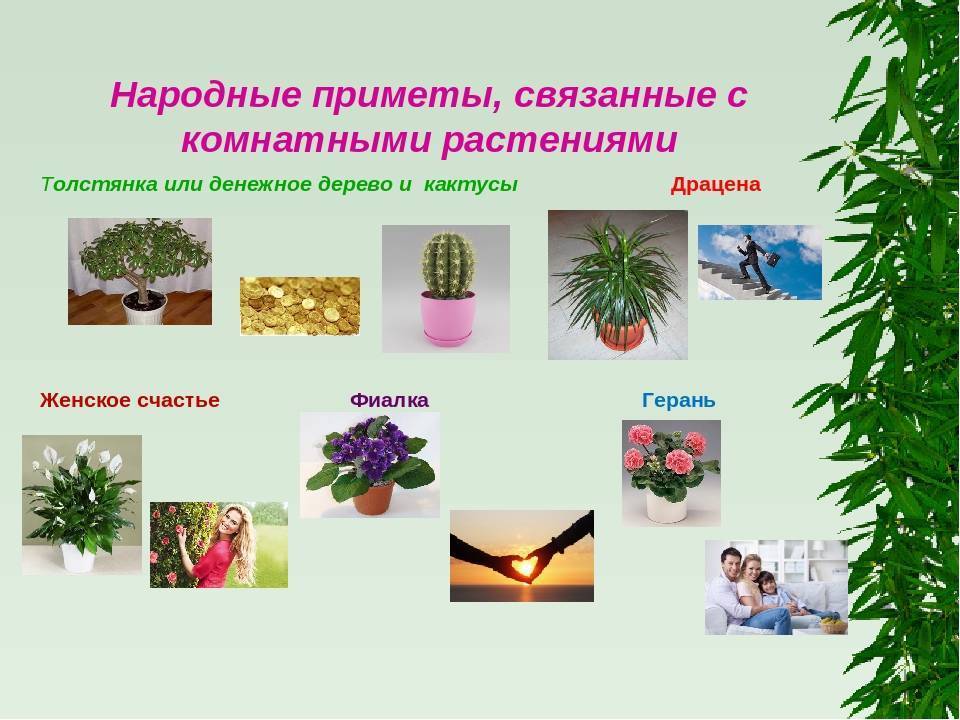 Какие цветы нельзя держать дома: фото и приметы, связные с растениями, народные суеверия и советы