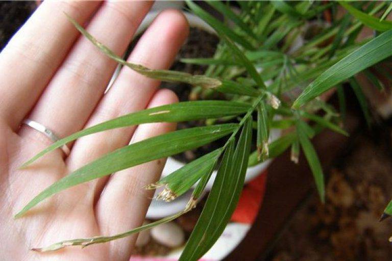 Хамедорея элеганс: выращивание и уход в домашних условиях